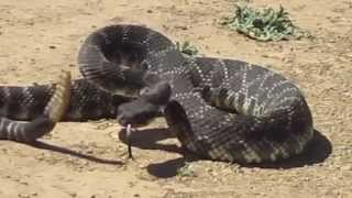 Amazing rattlesnake encounter [upl. by Eneloj]