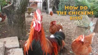 Chicken Kissing  Facts about Chicken [upl. by Anayek]