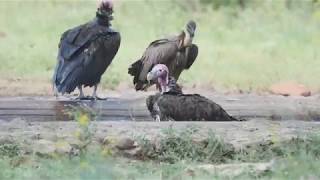 Vultures having a bath [upl. by Geiger]