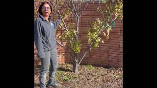 PRUNING A PLUM TREE [upl. by Conrad]