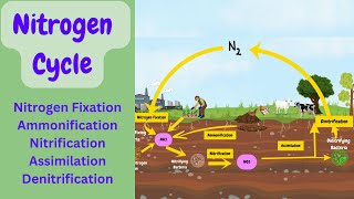 Nitrogen Cycle Explained Nitrogen Fixation  Ammonification  Nitrification  Denitrification [upl. by Hanafee7]