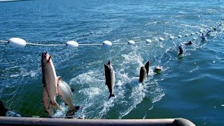 कैसे पकड़ी जाती है एक करोड़ की मछली  Awesome Fish Catching And Processing On The Ship [upl. by Tindall]