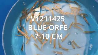 V1211425  Blue Orfe 710 cm [upl. by Iroj617]