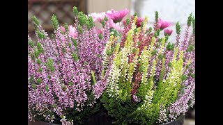 Amazing and Most Beautiful Heather Flowers  Calluna vulgaris [upl. by Idyak]