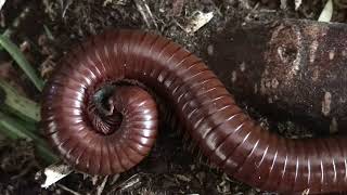 Ophistreptus Guineensis Chocolate Millipede  Coco [upl. by Aelyk]