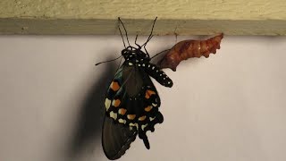 Pipevine Swallowtail Life Cycle [upl. by Elum]