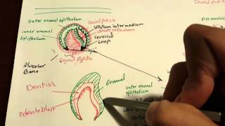 NBDE1 tooth formation development tooth embryology [upl. by Nrojb]