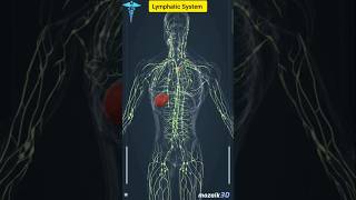 Lymphatic system shorts viral anatomy lymphaticsystem [upl. by Oxford]