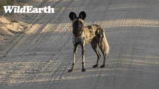 WildEarth  Sunrise Safari  21 May 2023 [upl. by Aninay]