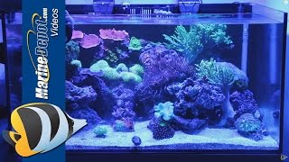 Coral Food Make Your Corals Fat and Healthy [upl. by Oile]