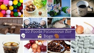 Top 10 Poisonous Foods for Dogs [upl. by Anide191]