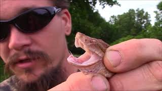 HOW TO ACCURATELY IDENTIFY A COPPERHEAD SNAKE [upl. by Brabazon]