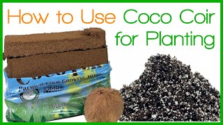 How to Use Coco Coir for Planting [upl. by Nahtiek]