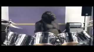 Cadburys Gorilla Advert [upl. by Ahsertal]