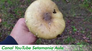 Amanita phalloides Conociendo a la Temida Seta de la Muerte  Setamania Aula [upl. by Alpert]