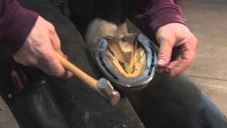 FootPro Farrier Information Series Shoeing the Hind Feet [upl. by Vanderhoek]