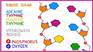 DNA Molecule Structure [upl. by Avin]