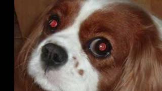 Syringomyelia in Cavalier King Charles [upl. by Sivaj872]