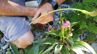 How To Prune Back Calla Lilies [upl. by Westberg193]