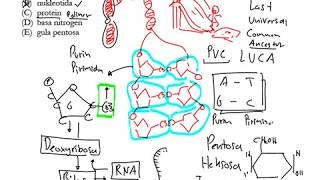 Struktur DNA Polimer Nukleotida [upl. by Burne]