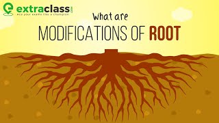 What are modifications of root  Plants  Biology  Extraclasscom [upl. by Burhans288]