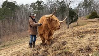 Do Highland cows make good pets [upl. by Rainer364]