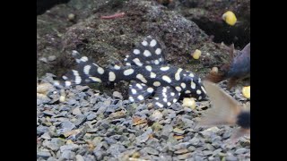 New Fish L201 Snowball Pleco Big Spots [upl. by Aphra]