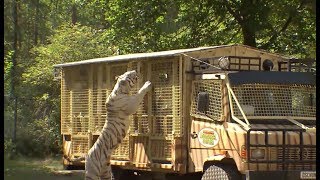 Tigerfütterung im SerengetiPark in Bus hautnah erleben [upl. by Hagep]