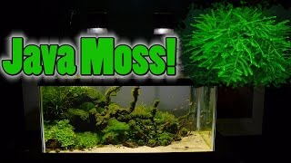 How To Grow Aquarium Moss amp Liverwort Java Moss part 3 [upl. by Eimaj]