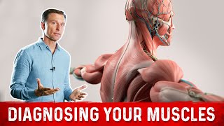 6 Things Muscles Tell You About Your Nutrient Status [upl. by Leboff499]