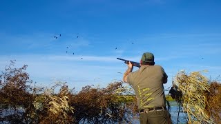 Chasse en Argentine  passée aux canards  chasse du gibier deau [upl. by Wheaton]