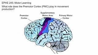 Premotor Cortex [upl. by Eelra452]