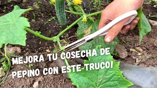 PODANDO MIS PLANTAS DE PEPINO 2020 [upl. by Telocin]