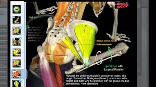 Muscle amp Motion  Piriformis Stretch [upl. by Trebma292]