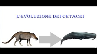 levoluzione dei cetacei [upl. by Arnst]