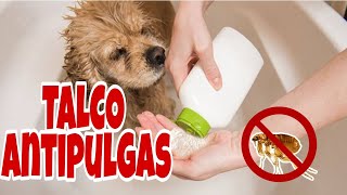 TALCO PARA PERRO ayuda a eliminar las pulgas larvas y huevecillos [upl. by Jemie]