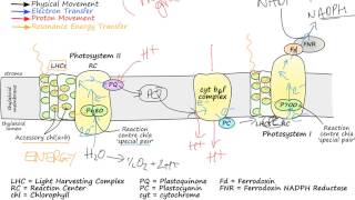 Photosynthetic Electron Transport [upl. by Yeliak11]