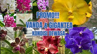 📢 Promo 📢 Vanda amp Gigantea Kondisi Dewasa 150 Ribu Double Plant 175 Ribu🤩🥰 [upl. by Orlena290]