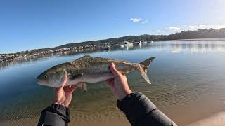 Fishing Merimbula with Salted Pilchard New PB [upl. by Zhang25]