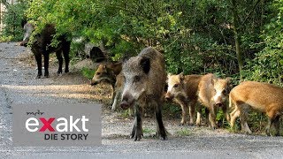 Wildschweine vor der Haustür  Kampf gegen die Plage  Exakt  Die Story  MDR [upl. by Modnar]