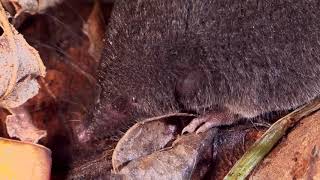 The Blackish SmallEared Shrew is an Eating Machine [upl. by Tani]