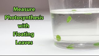 Measure Photosynthesis with Floating Leaves  Science Project [upl. by Hermy]