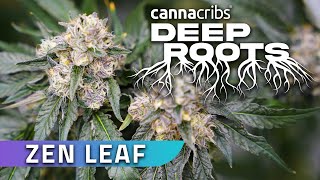 San Diego Cannabis with Zen Leaf Deep Roots [upl. by Cecelia]