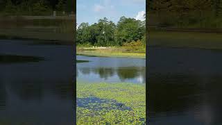 Piedbilled grebes nature animals birds grebes park lake summer summervibes [upl. by Ellinnet]