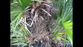 Difference between Chamaerops humilis amp Trachycarpus fortunei Palms [upl. by Anirdua]