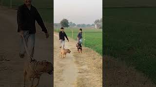 pitbull golu  rockcy  power  aggressive  trending  viral  utube short  dog lover  cute dog [upl. by Ellesor]