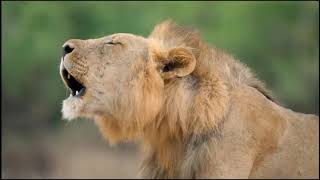 Two Lion Prides  Who Will Come out on Top  National Geograhpic Documentary HD [upl. by Llevert]