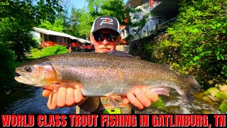 World Class Trout Fishing In Gatlinburg [upl. by Hausmann]