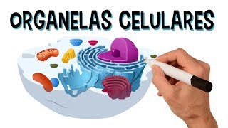 ✅ PRINCIPAIS ORGANELAS CELULARES E SUAS FUNÇÕES  Vídeo animado [upl. by Gabriele]