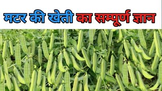 मटर की खेती कैसे करें।GS10 की मटर🥒🥒 [upl. by Renita]